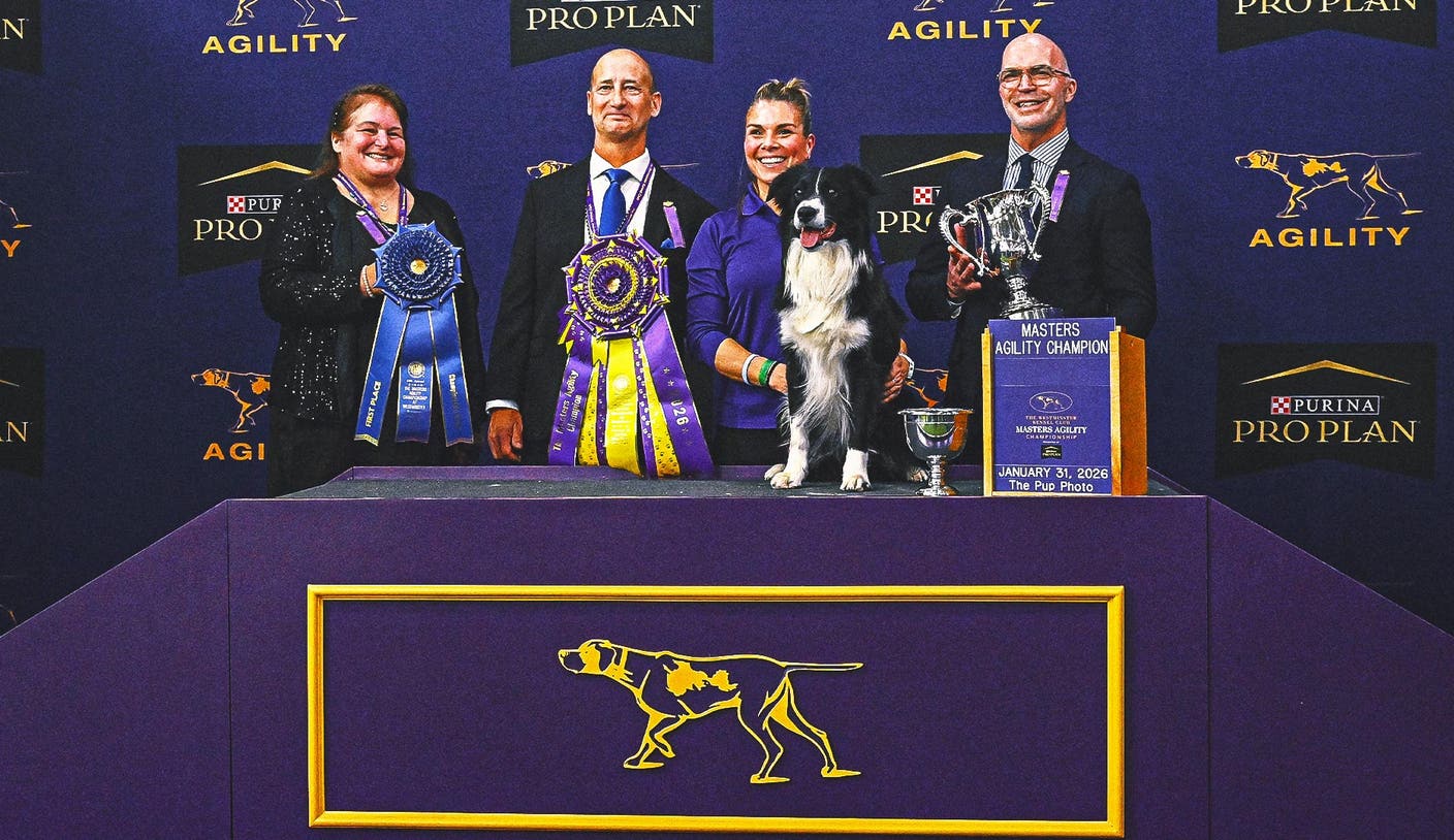友博体育平台：Prove-It 边境牧羊犬蝉联 WKC 大师敏捷锦标赛冠军 | 友博体育